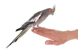 Contractormag Com Sites Contractormag com Files Uploads 2015 05 Whosaprettybirdie2 0 Contractormag Com Sites Contractormag com Files Uploads 2015 05 Whosaprettybirdie2 0