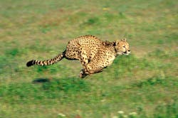 Contractormag Com Sites Contractormag com Files Uploads 2016 07 27 Cheetah2 Contractormag Com Sites Contractormag com Files Uploads 2016 07 27 Cheetah2