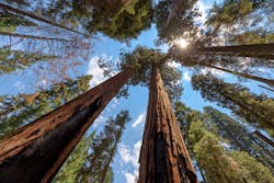 Redwoods.jpg Redwoods.jpg