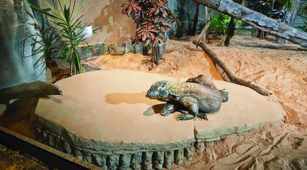 A Komodo Dragon enjoys its radiant-heated rock.