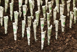 growing money in soil growing money in soil