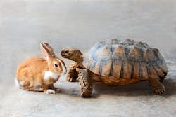 Rabbit_Turtle.jpg Rabbit_Turtle.jpg