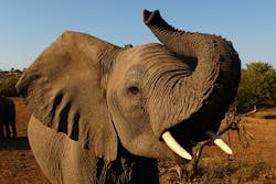 Elephants will be heated by solar hydronics Elephants will be heated by solar hydronics