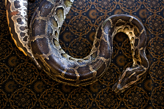 A fiveandahalf foot snake was found in a clogged toilet in a San Diego office