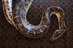 A fiveandahalf foot snake was found in a clogged toilet in a San Diego office A fiveandahalf foot snake was found in a clogged toilet in a San Diego office