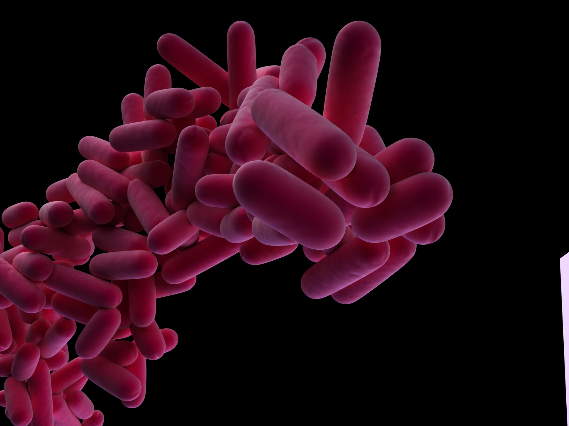 Legionella pneumophila bacteria