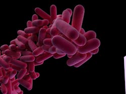 Legionella pneumophila bacteria Legionella pneumophila bacteria