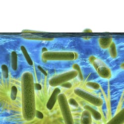 Legionella bacterium Legionella bacterium
