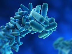 Legionella bacterium Legionella bacterium