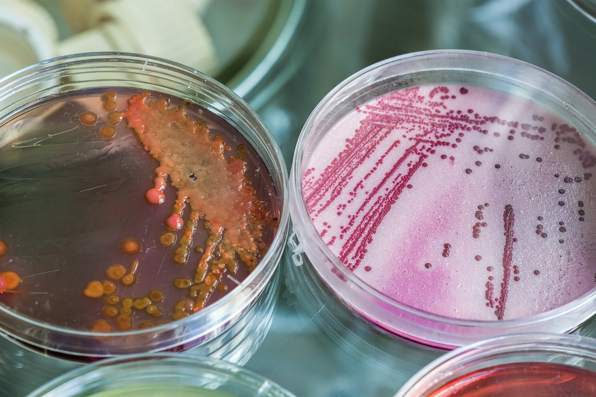 Bacteria in petri dishes