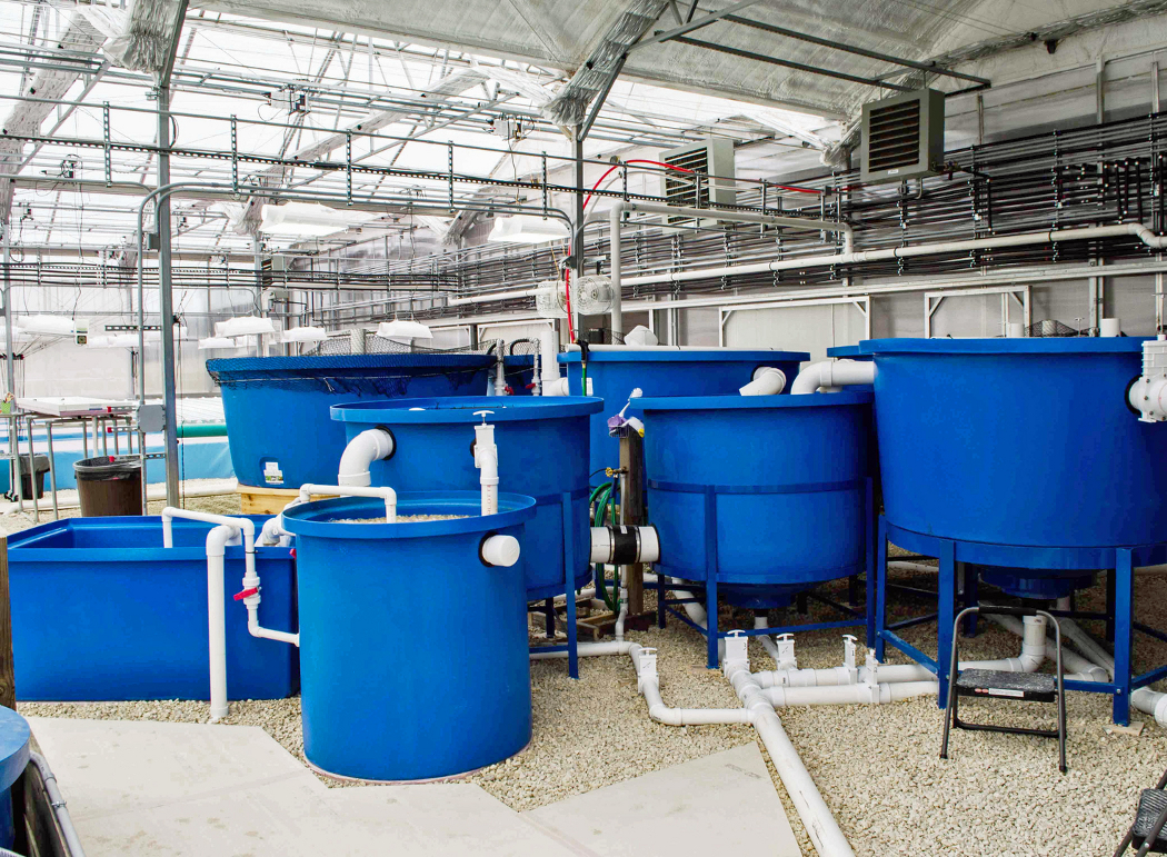 Floating Gardens in Mindoro, Wis., uses aquaponics