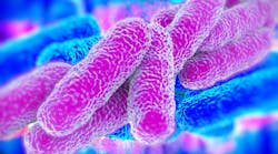 Legionella–large 963x722 Legionella–large 963x722