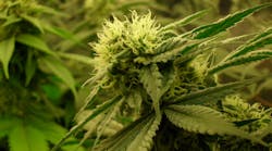 Marijuana bud. Marijuana bud.