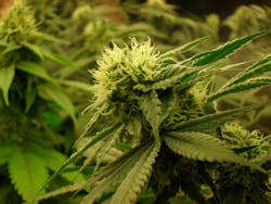 Marijuana bud. Marijuana bud.