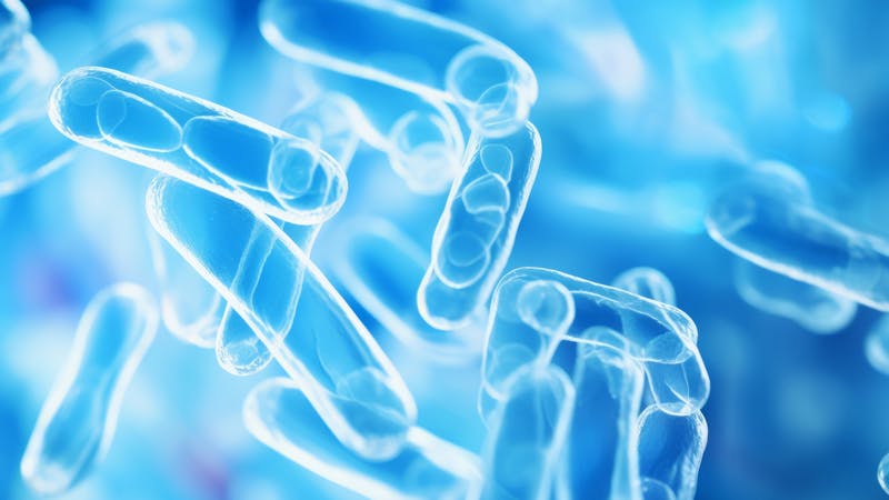 Legionella pneumophila.