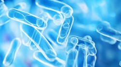 Legionella pneumophila. Legionella pneumophila.