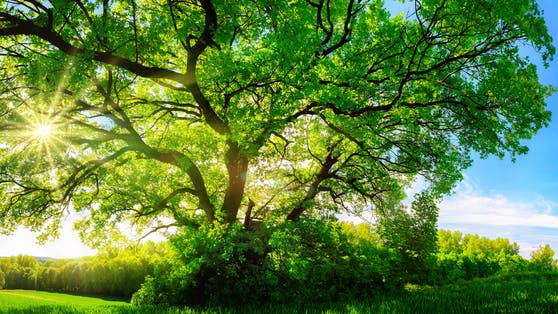 dreamstime_s_76383540