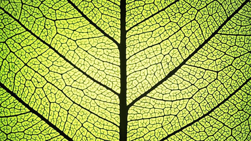 Leaf ribs and veins
