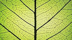 Leaf ribs and veins Leaf ribs and veins