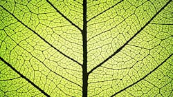 Leaf ribs and veins Leaf ribs and veins