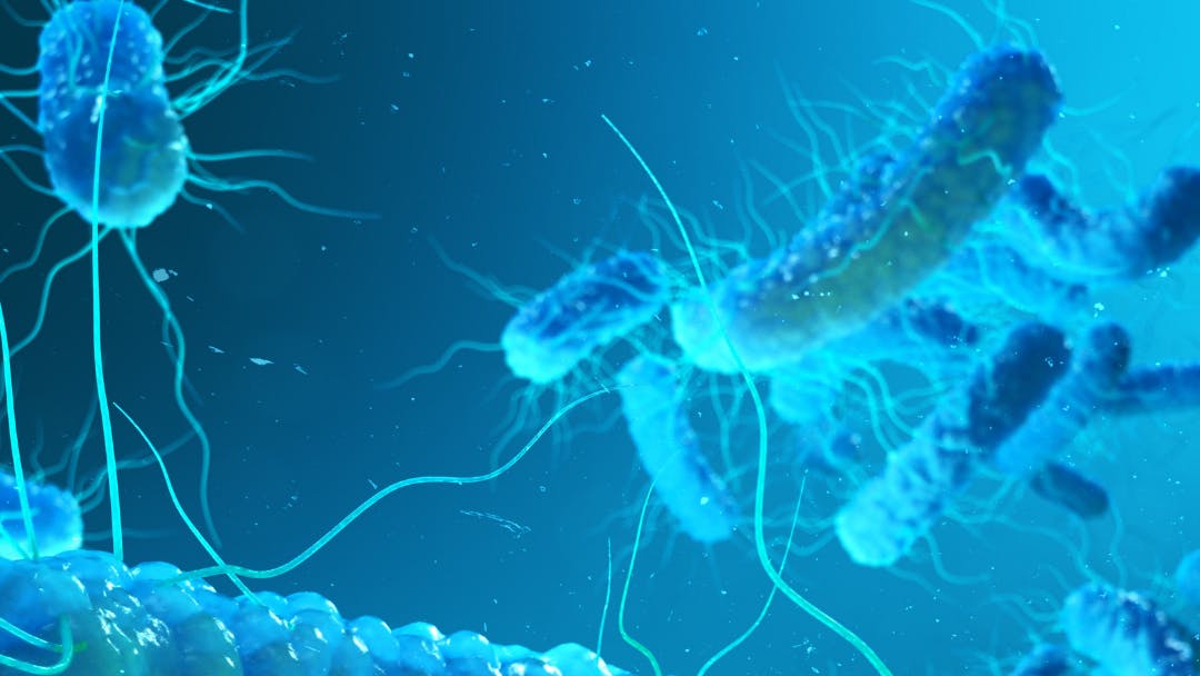 Legionella bacterium.